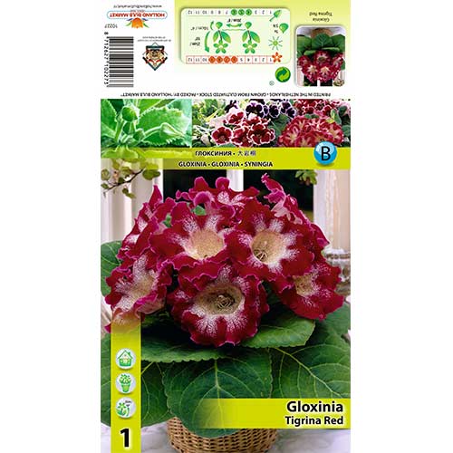 Gloksīnija Tigrina Red interface.image 1 interface.art 70407