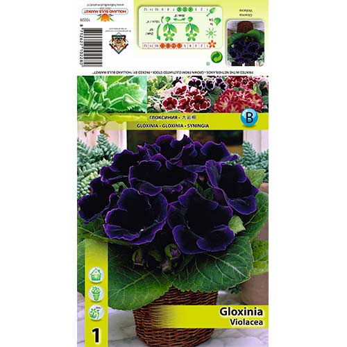 Gloksīnija Violacea interface.image 1 interface.art 70408