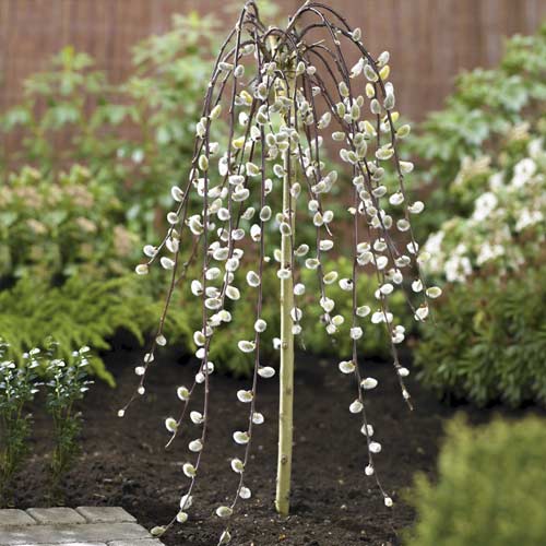 Gluosnis Kilmarnock, С5 interface.image 1 interface.art 7712