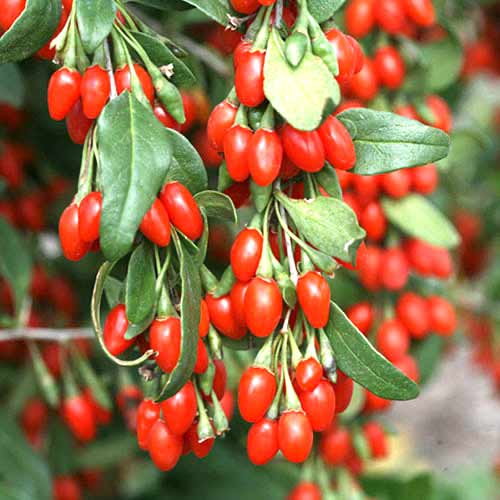 Godži – Lycium interface.image 1 interface.art 77817