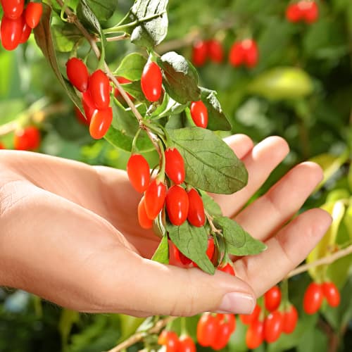 Goji (godži) ogas Korean Big, P9 interface.image 1 interface.art 9321