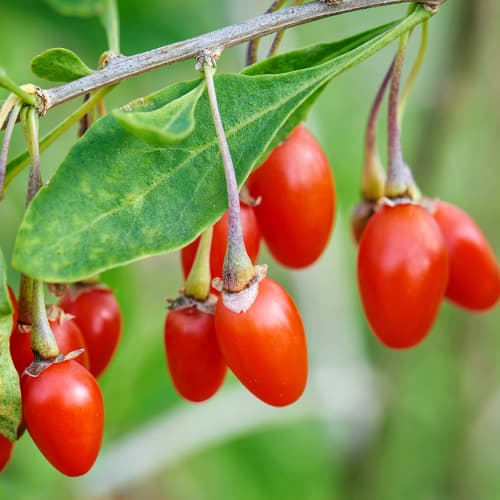 Goji (godži) ogas New Big, P9 interface.image 1 interface.art 9322