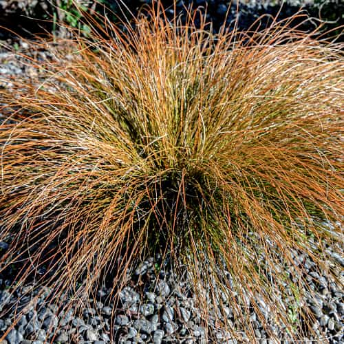 Grīslis Carex testacea Prairie Fire interface.image 1 interface.art 5869