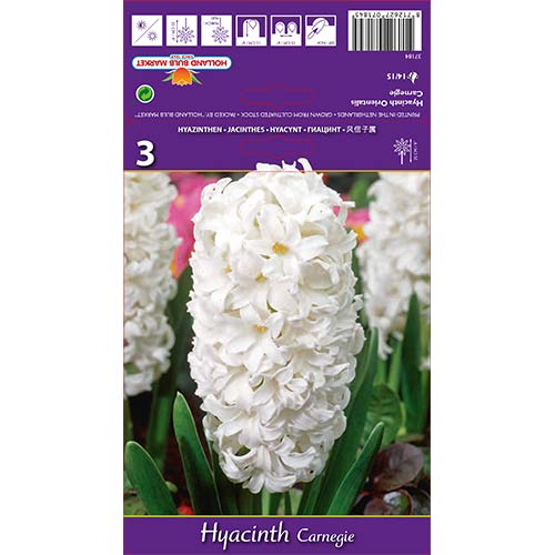 Hiacinte Carnegie interface.image 1 interface.art 67587