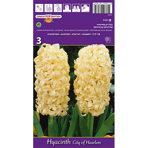 Hiacinte City of Haarlem interface.image 1 interface.art 67594