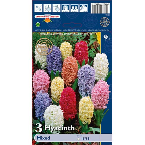 Hiacinte, krāsu mix interface.image 1 interface.art 68057