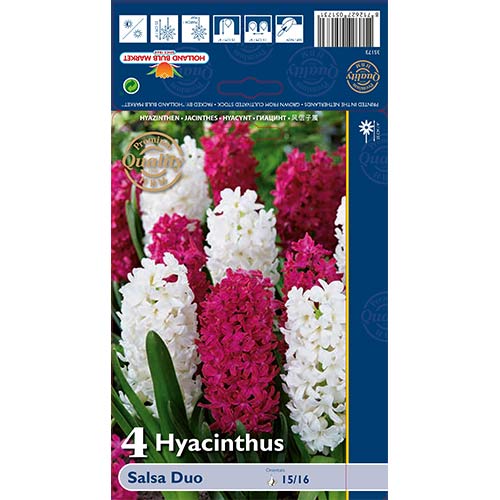 Hiacinte Salsa Duo, krāsu mix interface.image 1 interface.art 68011