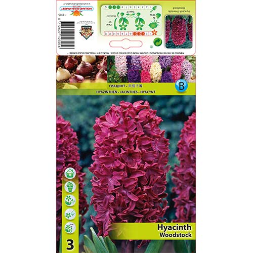 Hiacinte Woodstock interface.image 1 interface.art 67584