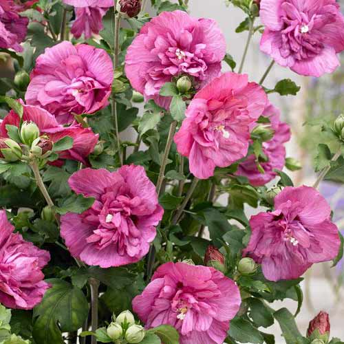 Hibisks Magenta Chiffon interface.image 1 interface.art 76643