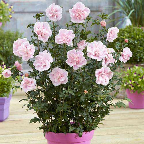 Hibisks Pink Chiffon interface.image 1 interface.art 76644