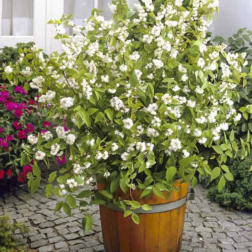 Hibrīdā deicija Pride of Rochester, С2 interface.image 1 interface.art 8215