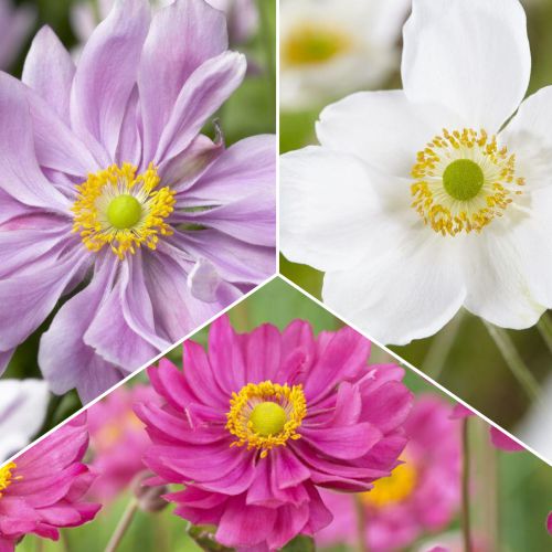Hibrīdu anemonu komplekts no 3 šķirnēm interface.image 1 interface.art 70489