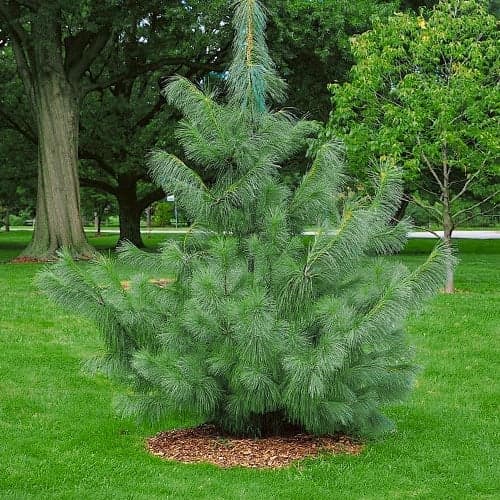 Himalaju priede, Р9 interface.image 1 interface.art 9409