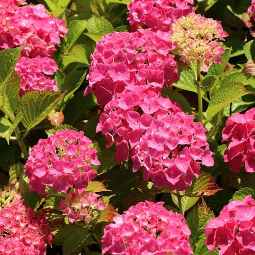 Hortenzijas krūms Alpengluhen, C2 interface.image 1 interface.art 4444