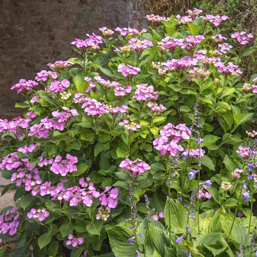 Hortenzijas Santiago PBR, С3 interface.image 1 interface.art 8550