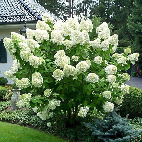 Hydrangea paniculata Polar Bear interface.image 1 interface.art 9567