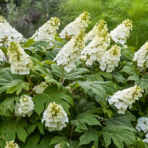 Hydrangea querc. Ice Crystal, С2 interface.image 1 interface.art 7784