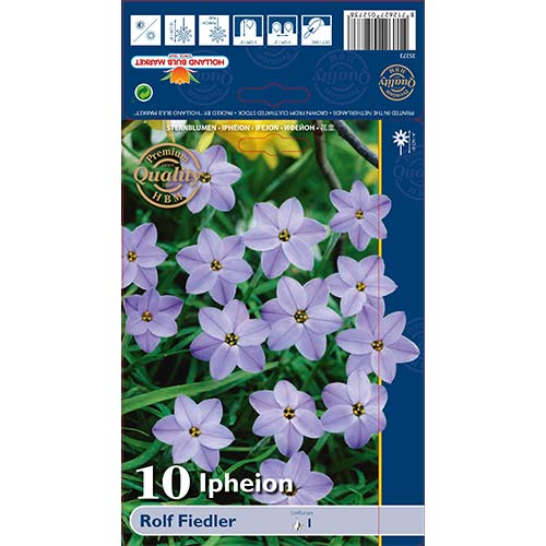 Ifeone (Ipheion) Rolf Fiedler interface.image 1 interface.art 70228
