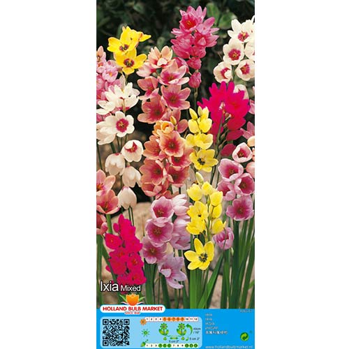 Iksijas, krāsu mix interface.image 1 interface.art 76295