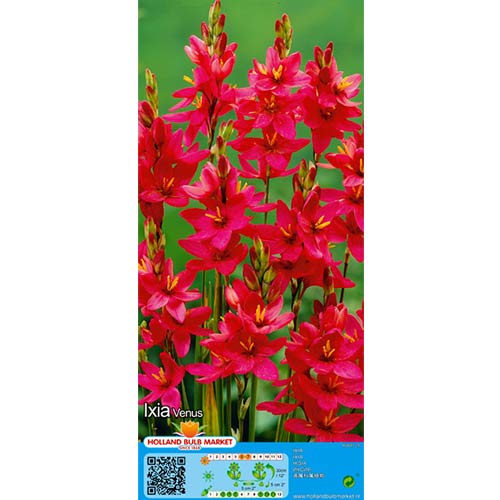 Iksijas Venus interface.image 1 interface.art 76297