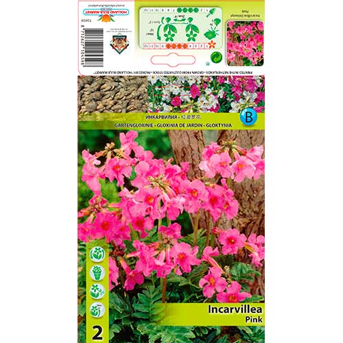 Inkarvillija Delavayi Pink interface.image 1 interface.art 76280