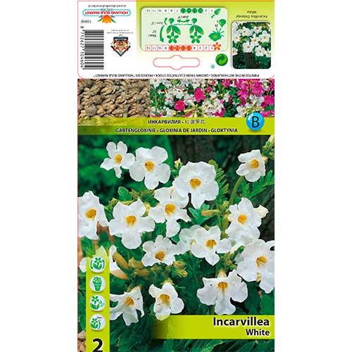 Inkarvillija Delavayi White interface.image 1 interface.art 76281