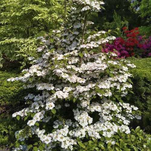 Irbene Kilimandjaro Sunrise PBR, С3 interface.image 1 interface.art 8586