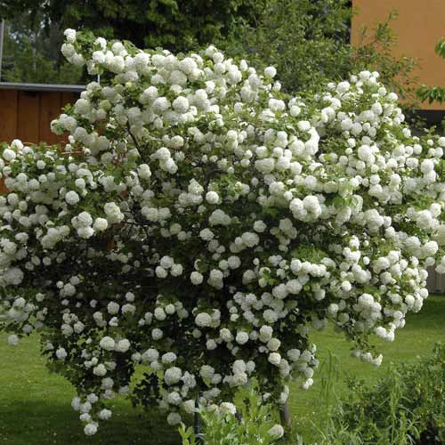 Irbene Roseum, С3 interface.image 1 interface.art 8585