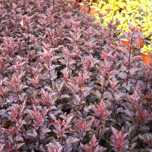 Irbeņlapu fizokarps Armadillo, С3 interface.image 1 interface.art 8561