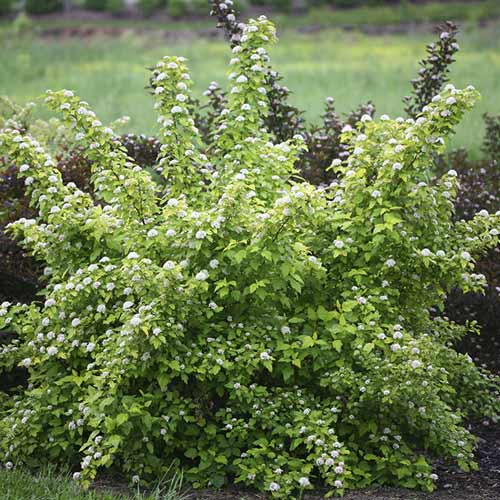 Irbeņlapu fizokarps Dart's Gold, C3 interface.image 1 interface.art 7726