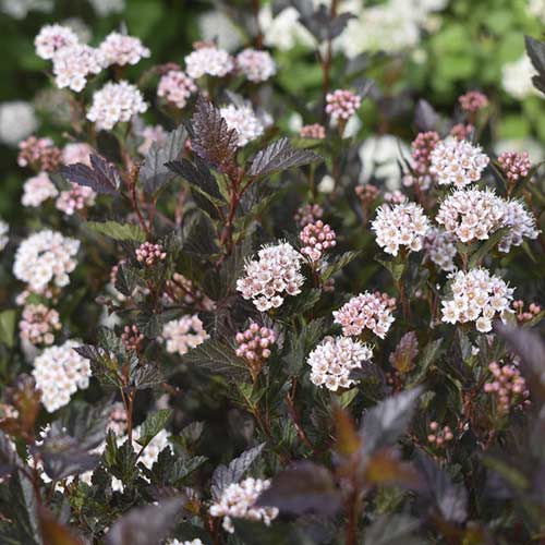 Irbeņlapu fizokarps Little Devil ® PBR, С3 interface.image 1 interface.art 8562