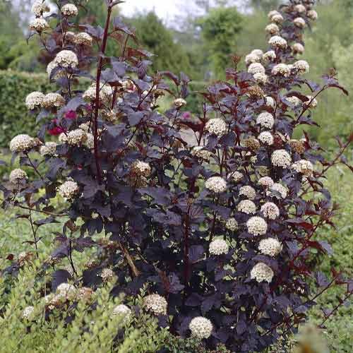 Irbeņlapu fizokarps Summer Wine ® PBR, С3 interface.image 1 interface.art 8563