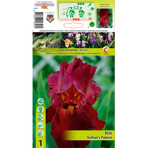Bārdainais īriss (Iris germanica) Sultan's Palace interface.image 1 interface.art 76292
