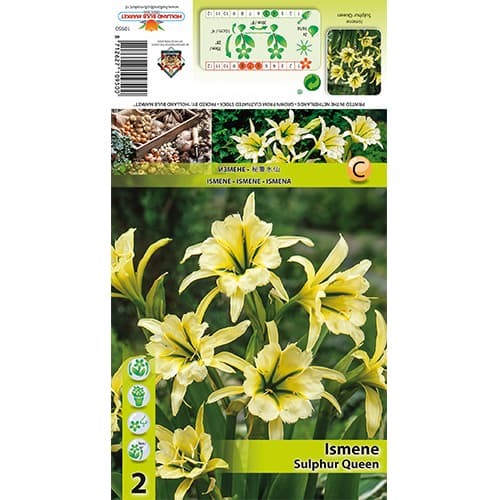 Ismena Sulphur Queen interface.image 1 interface.art 77829