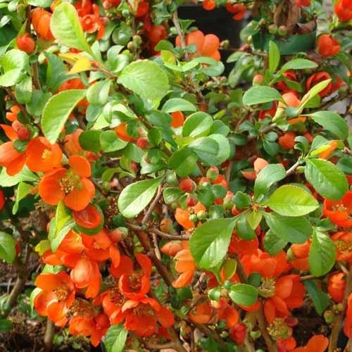 Izcilā krūmcidonija Clementine interface.image 1 interface.art 9288