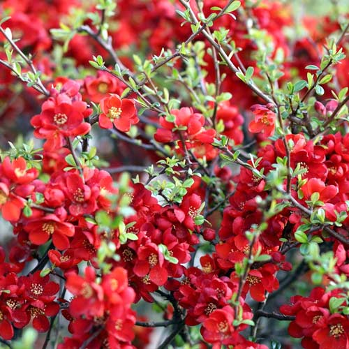 Izcilā krūmcidonija Sargentii, P9 interface.image 1 interface.art 1576