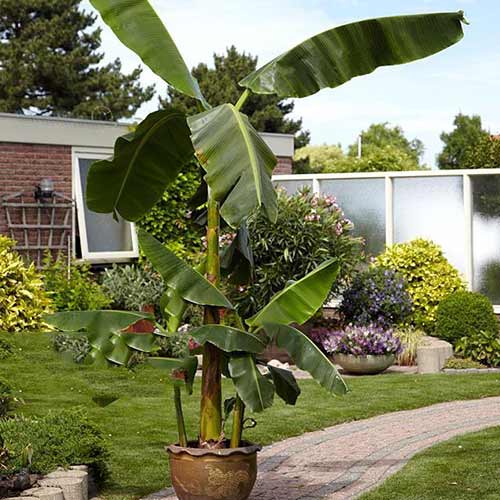 Japānas banāns – Musa Basjoo interface.image 1 interface.art 76634