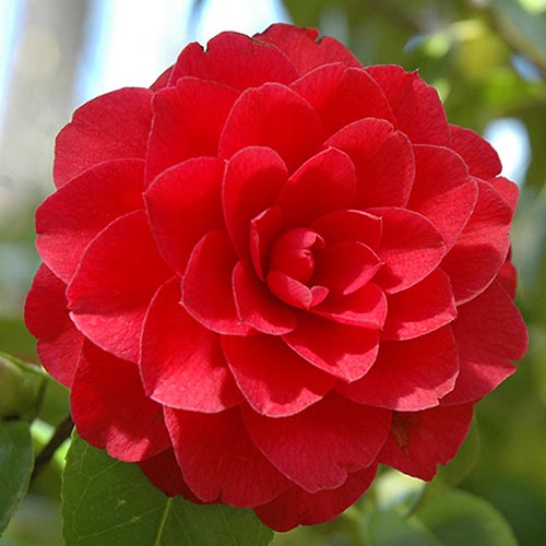 Japānas kamēlija Red interface.image 1 interface.art 76649