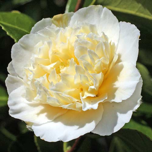 Japānas kamēlija Yellow interface.image 1 interface.art 76647