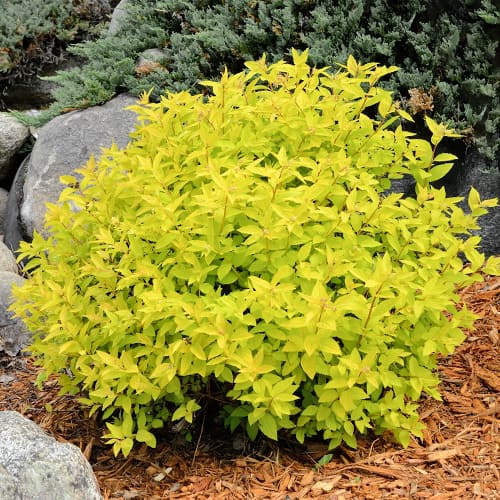 Japānas spireja Goldmound interface.image 1 interface.art 2045