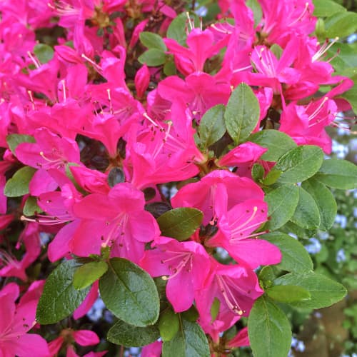 Japāņu acālija Geisha Purple interface.image 1 interface.art 9554