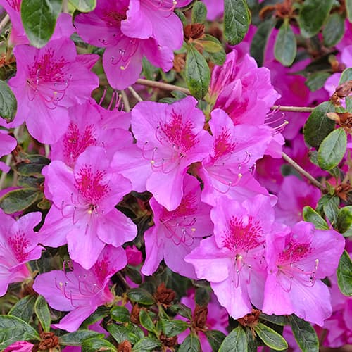 Japāņu acālija Konigstein, P9 interface.image 1 interface.art 5643