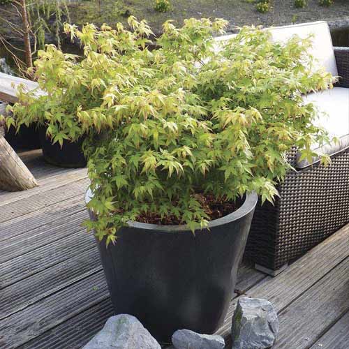 Japāņu kļava Little Princess, С3 interface.image 1 interface.art 8500