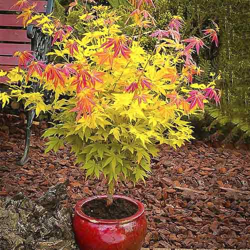 Japāņu kļava Orange Dream, С3 interface.image 1 interface.art 8501