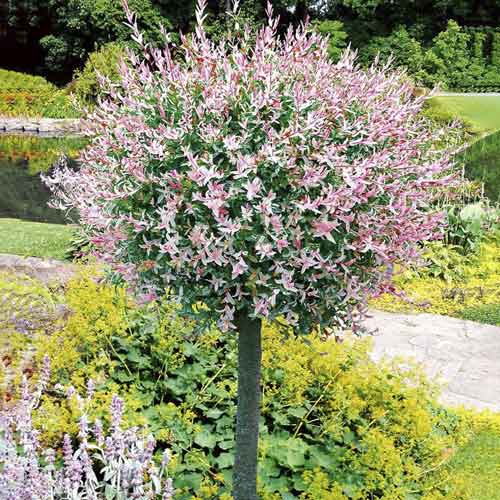 Japoninis gluosnis Hakuro Nishiki, С3 interface.image 1 interface.art 7713