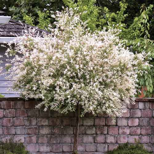 Japoninis gluosnis Pendula, С5 interface.image 1 interface.art 7714