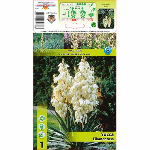 Šķiedru juka (Yucca Filamentosa) interface.image 1 interface.art 76366