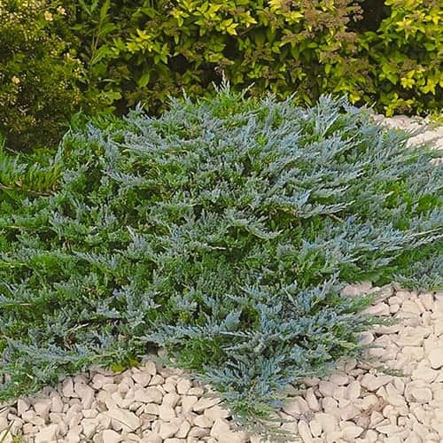 Kadiķa zilā mikroshēma, Р9 interface.image 1 interface.art 9434