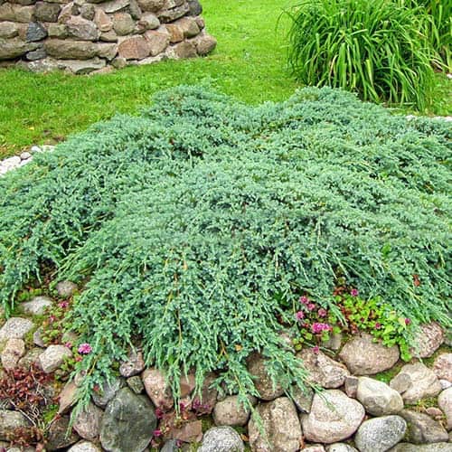 Kadiķa zils paklājs, Р9 interface.image 1 interface.art 9407