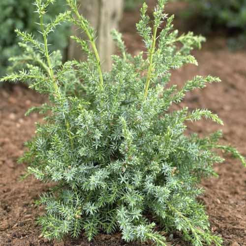 Kadiķis Blue Alps, C2 interface.image 1 interface.art 7745